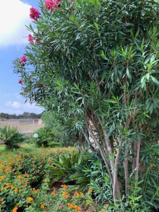 Villa Maveda, Un Dammuso Immerso Nel Verde Lampedusa Zewnętrze zdjęcie